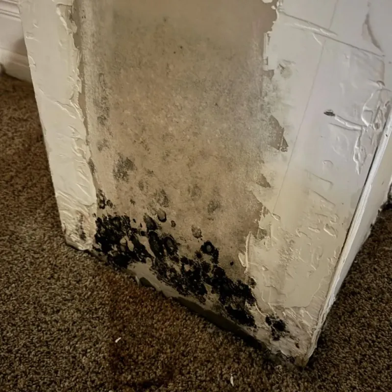 Professional Mold Removal in Roosevelt County, NM